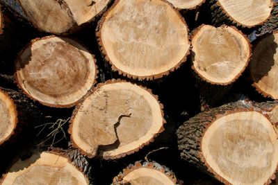 Full frame shot of logs in forest