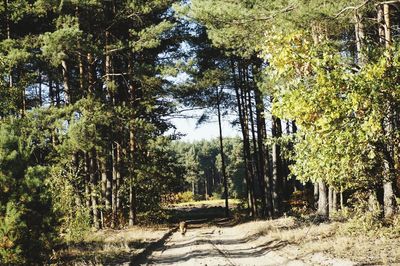 Trees in forest