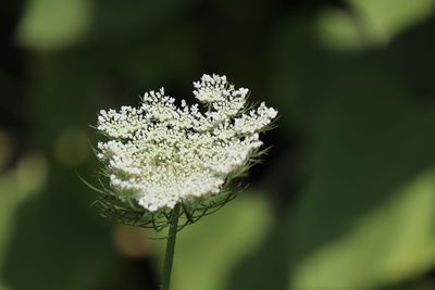 Close-up of white flowering plant