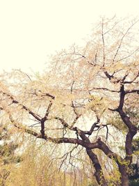 Low angle view of bare tree against sky