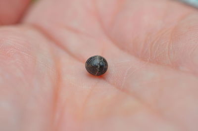 Close-up of person hand on leaf