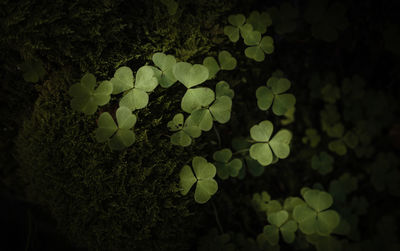 Close-up of fresh green leaves
