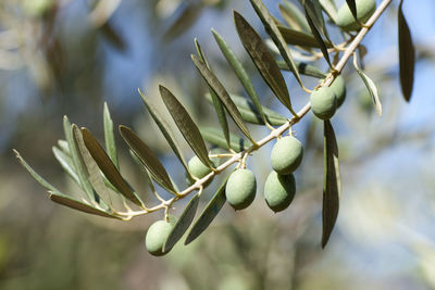 Close-up of fruit growing on tree