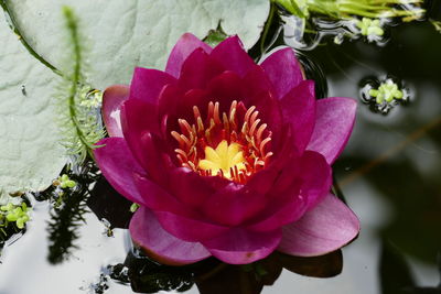 Close-up of pink water lily blooming outdoors