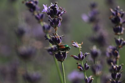 Close-up of insect on flower