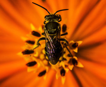 Close-up of an insect on a flower