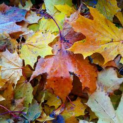 Full frame shot of maple leaves