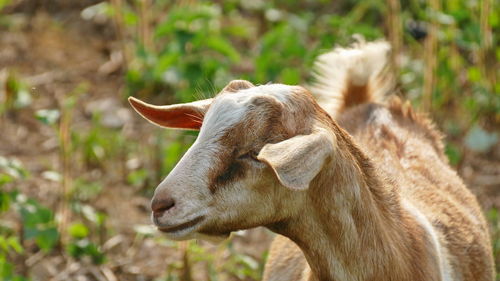 Close-up of goat on field