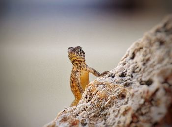 Close-up of lizard on rock