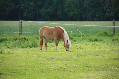 Horse grazing in a field