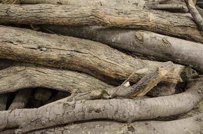 Full frame shot of tree trunk