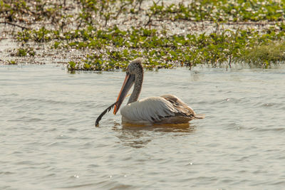 View of swan swimming in lake