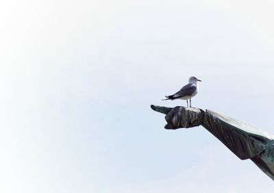 Low angle view of bird perching against clear sky