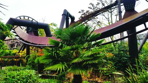 Low angle view of palm trees