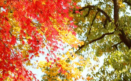 Low angle view of maple tree