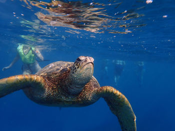 Low section of people swimming with green turtle