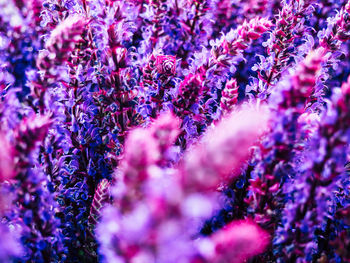 Purple flowers blooming in park