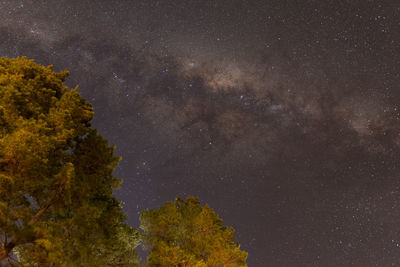 Low angle view of trees against sky at night