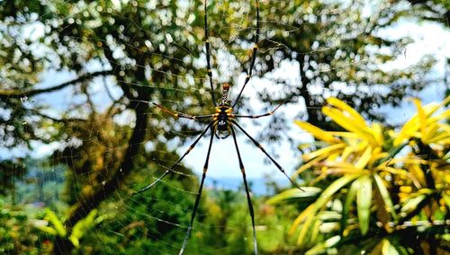 Close-up of spider on web