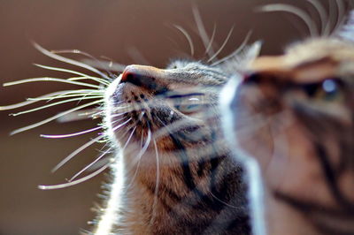 Close-up of cat