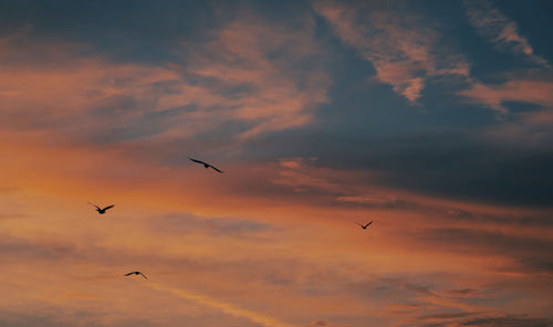 Low angle view of birds flying in sky