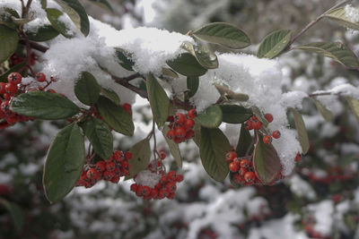 Close-up of frozen plant