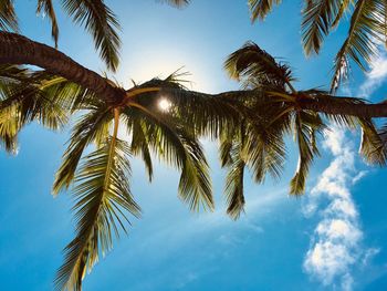 Low angle view of palm trees against sky