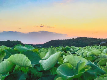 Plants growing on field against sky during sunset