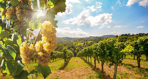 Grapes in vineyard against sky