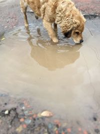 Dogs in water