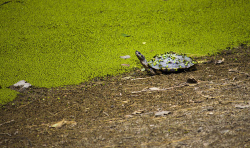 Close-up of lizard on grass