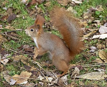 Squirrel on a field