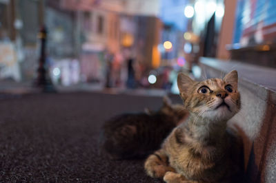 Cat on city street