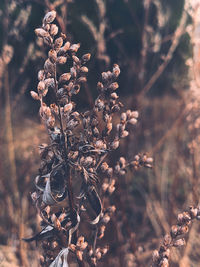 Close-up of dried plant on field