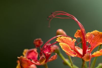 Close-up of red flowering plant