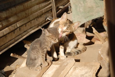 cat