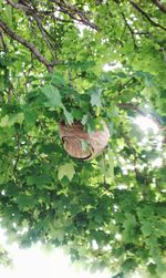 Low angle view of butterfly on tree