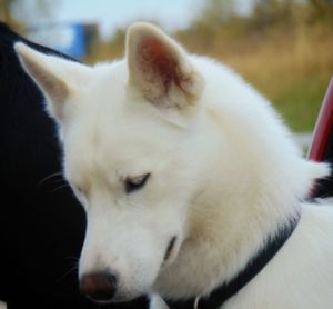 Close-up of white dog relaxing