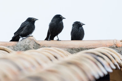 Close-up of bird perching