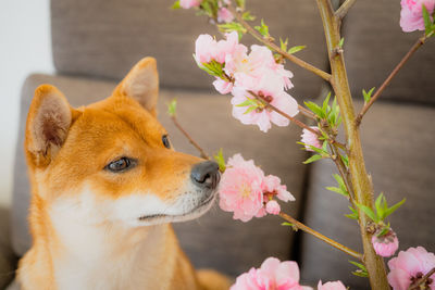 Close-up of dog against wall