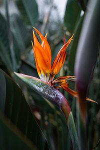 Close-up of orange flower