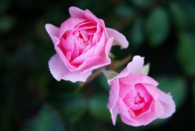 Close-up of pink rose