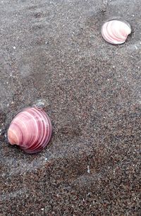 High angle view of snail on beach