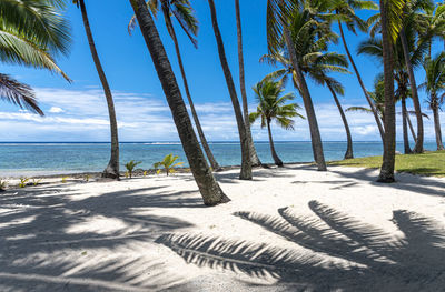 Palm trees on beach against sky