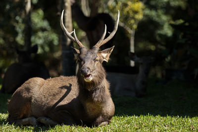 Male sambar deer in khao yai national park thailand