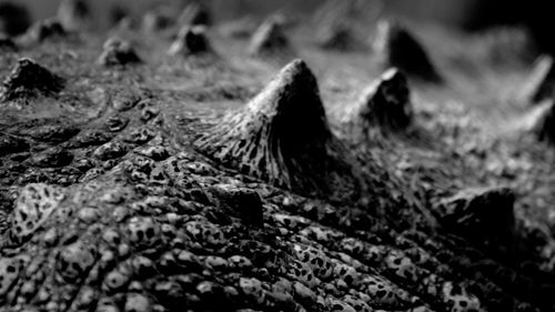 Close-up of lizard on rock