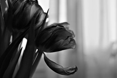 Close-up of flower against white wall