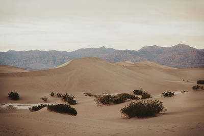 Mesquite flats sand dunes