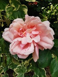 Close-up of pink rose