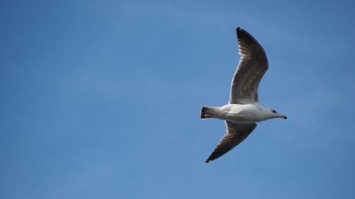 Seagull flying in sky